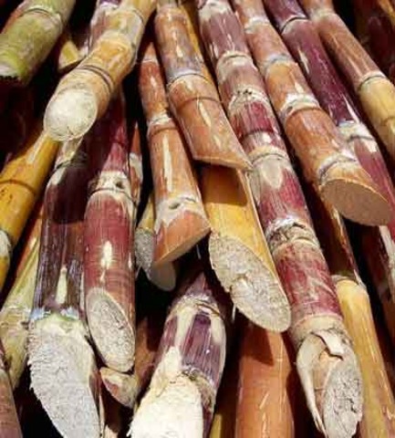Sugar Cane