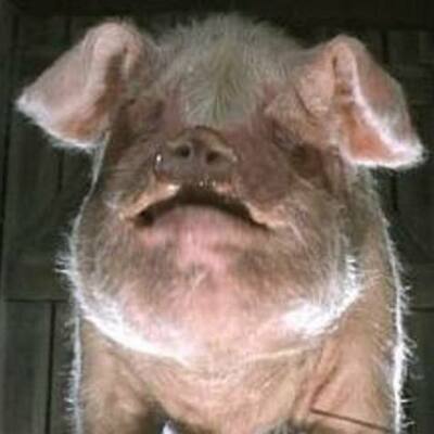 Timeline: Old Major Calls A Meeting At The Barn