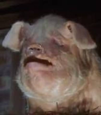 Old Major calls all animals to the barn for a meeting