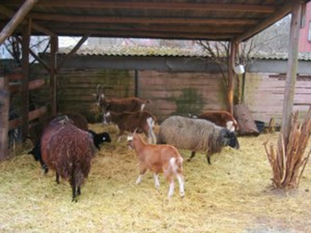 The Regathering of the Animals