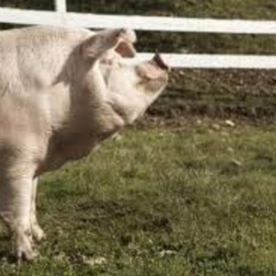 Timeline: snowballs life on the farm and reported crimes against the farm