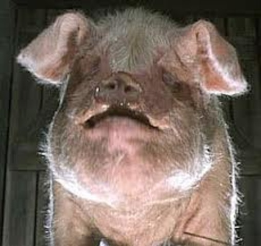 Old Major calls a meeting in the barn.