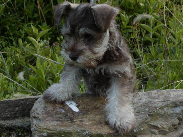 da puppy with the epic beard