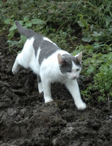 When my sister got her cat.