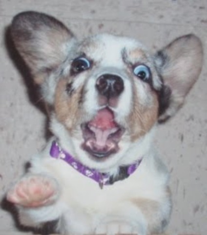 When my second dog got hit a car