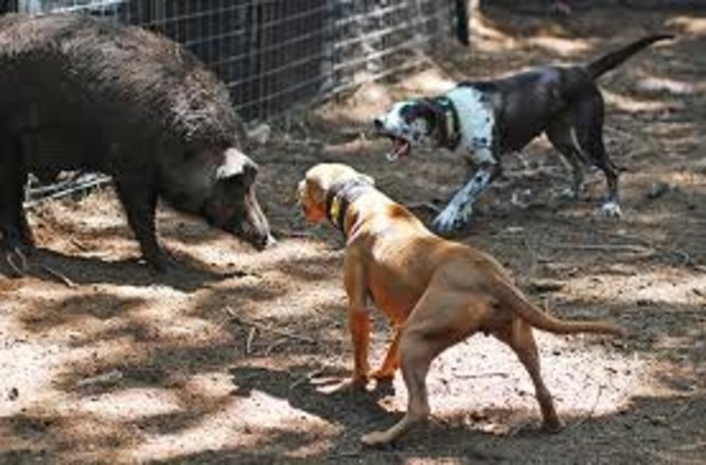 Snowball is chased out of Animal Farm Page 67