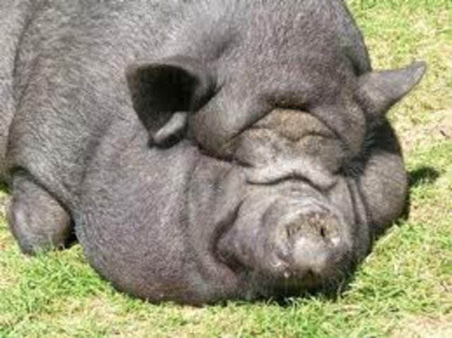 Napolean Changes Things Page 73