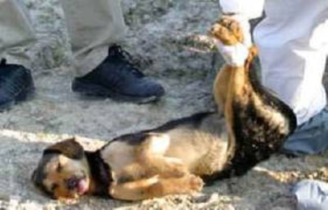 napoleon slautered several animals