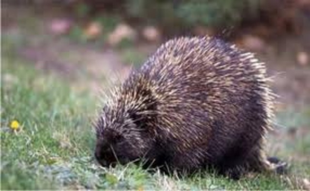 The porcupine attack