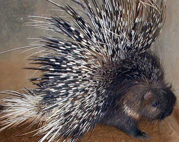 The Porcupine