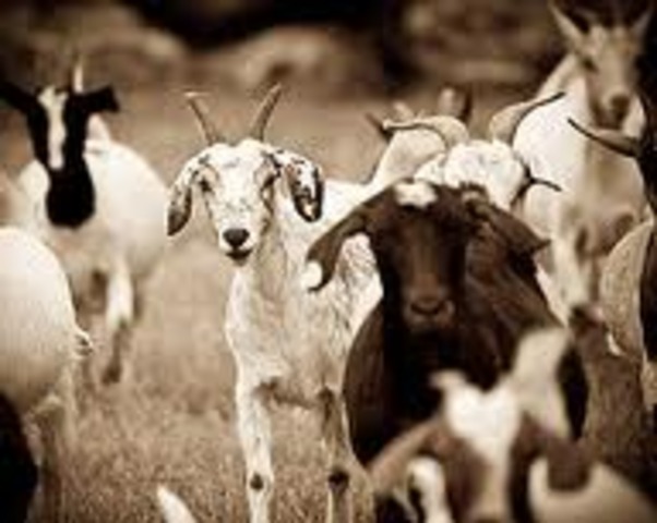 Animals Kick Out Mr. Jones