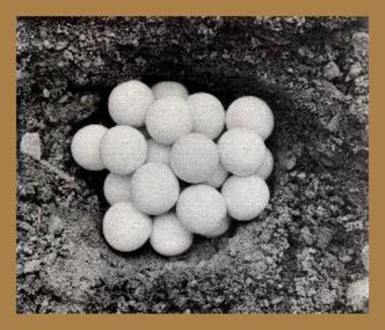Turtle Eggs