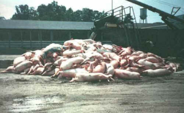 Napoleon had killed a bunch of animals so they changed the sixth commandment