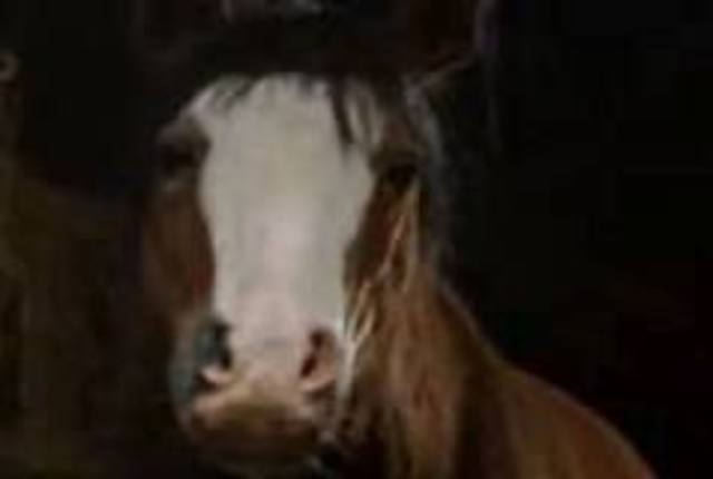 Boxer is sent to the Slaughter House