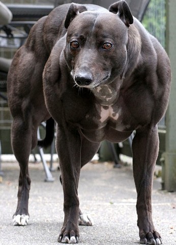 Dog Eating in Australia