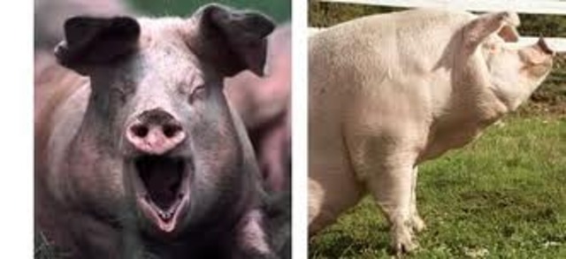 snowball and nepoleon