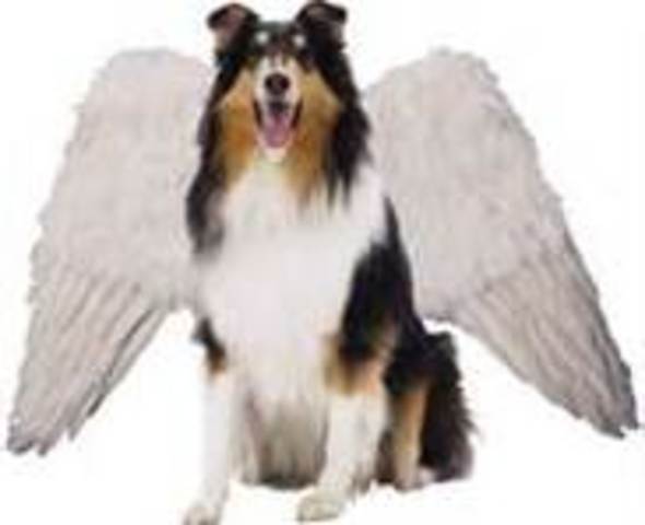 4 legs or wings are Friends