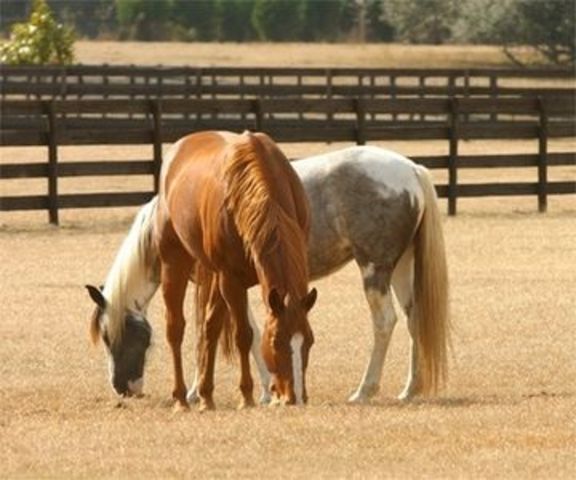 Mollie in foxwood? The Truth Awaits.