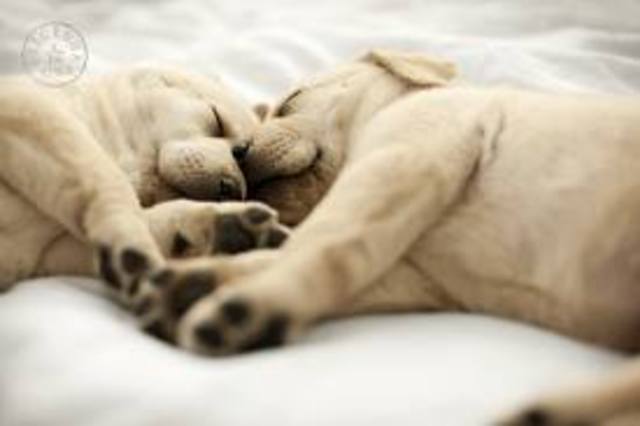 Breaking the Commandment; No animal shall sleep in a bed.