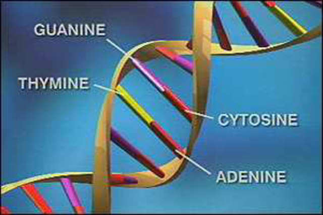 DNA structure