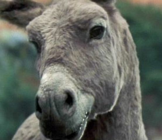 All Animals are Equal, But Some Are More Equal than Others