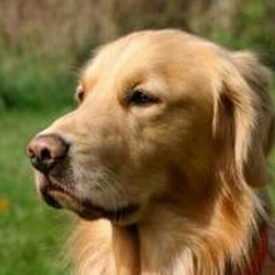 Timeline: Old Yeller