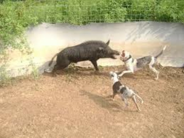 "No animal shall kill another animal without cause"