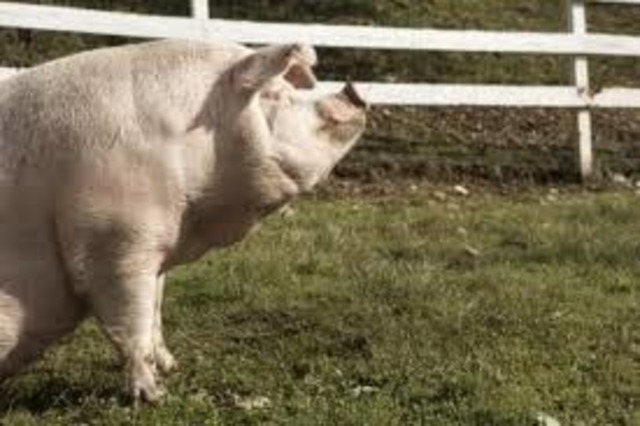 The pigs are becoming the leaders.