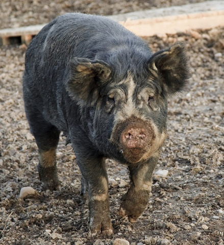 Snowball and Napoleon become leaders