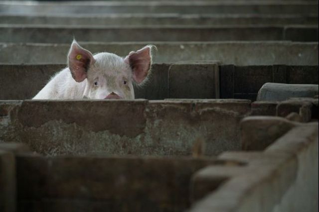 Snowball was said to be hiding in one of the neighbouring farms.