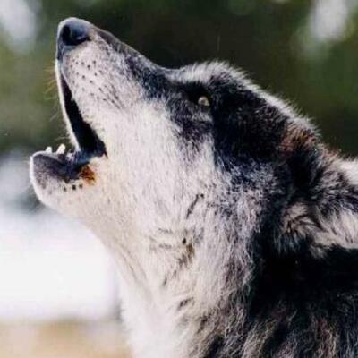 Timeline: White Fang Timeline