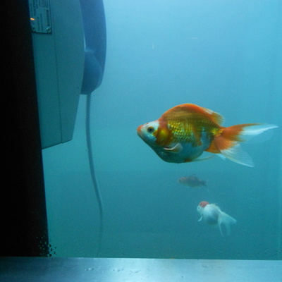 Timeline: Taak Natuurwetenschappen Wetenschappers