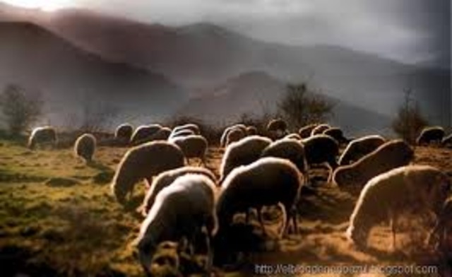 ovejas domesticadas