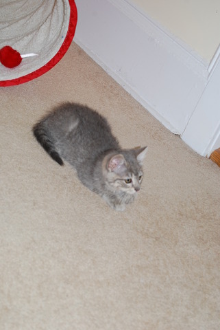 We got our first cat, Kater.