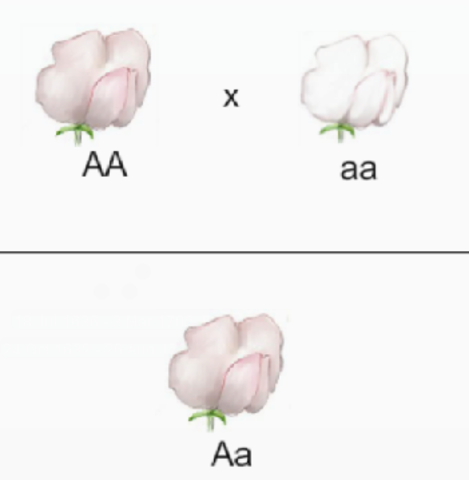 Nieuwe ontdekking van Mendel