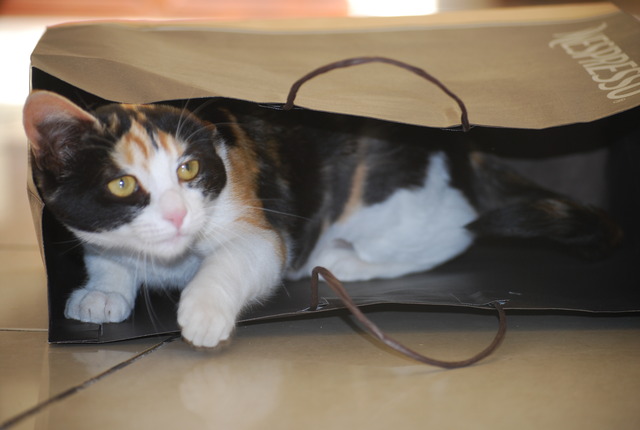 I got my own cat, Momo.