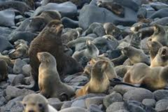 Fur Seal Act