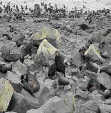 Fur Seal Act Amendments