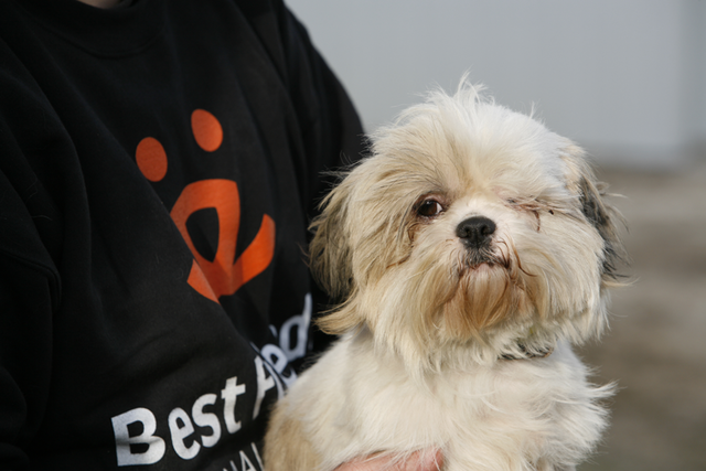 Best Friends Wanted to Take Over Shelter