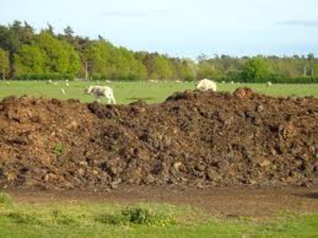 Brat Sleeps in the Dung Heap