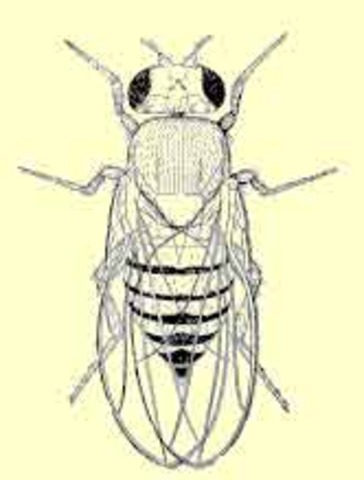Fruit Flies Illuminate the Chromosome Theory