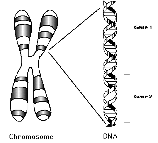 Chromosome Theory of Heredity