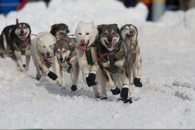 Sled Dogs