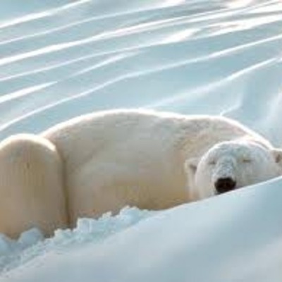Timeline: habitat polar bears