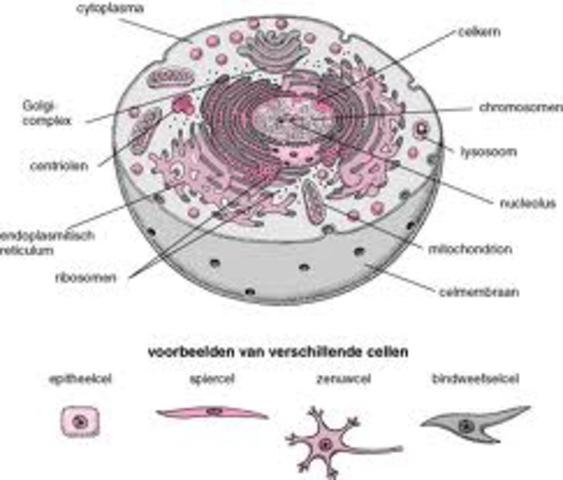 Cellen worden ontdekt door Robert Hooke.