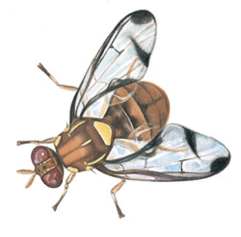 First Animals launched into Space.