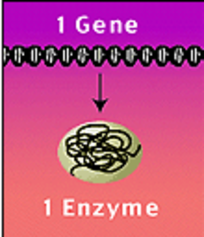 One Gene, One Enzyme