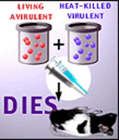 DNA is "Transforming Principle"