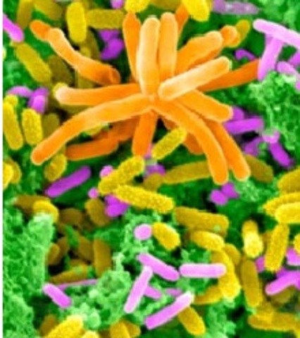 Microbial Genome Project