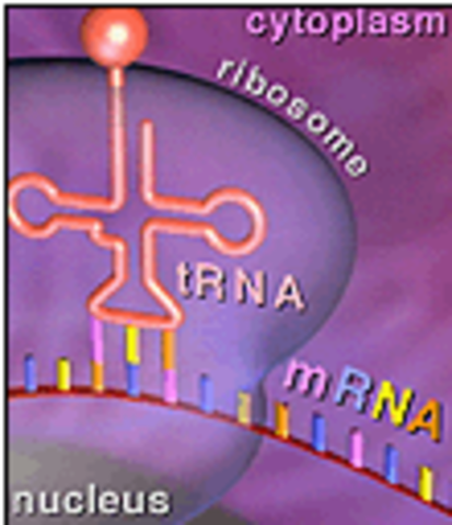 mRNA Ferries Information